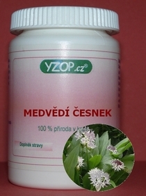 Medvědí česnek